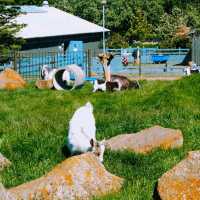 一個很小但很漂亮的動物園，近距離接觸冰島動物
