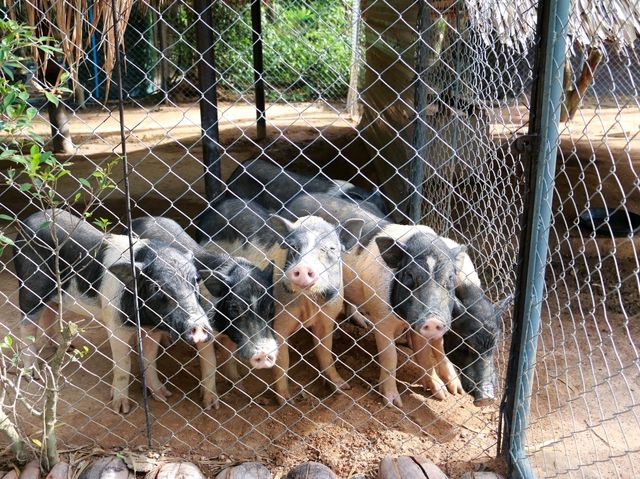 เที่ยวดูไดโนเสาร์ที่ Pattaya 