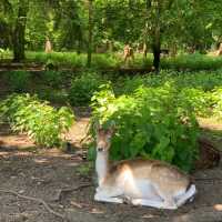 奈良公園：與鹿共舞的綠意天堂 🦌🌳