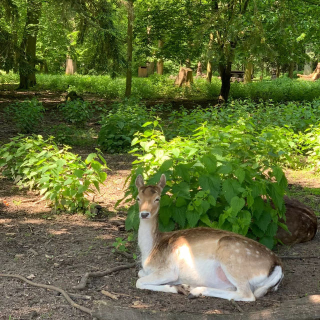 奈良公園：與鹿共舞的綠意天堂 🦌🌳