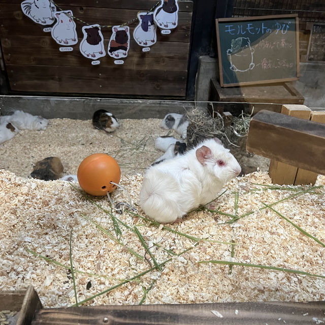 野毛山動物園