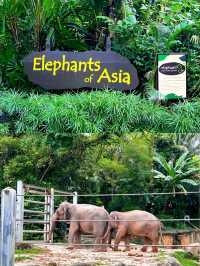Outdoor Adventure at Singapore Zoo