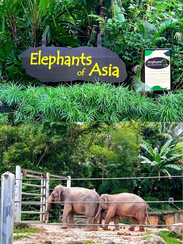Outdoor Adventure at Singapore Zoo