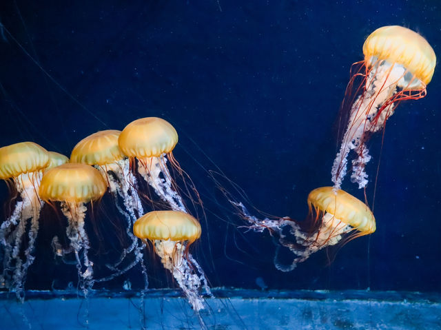 รีวิว S.E.A. Aquarium🇸🇬 