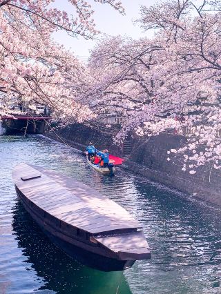 【岐阜】日本的威尼斯︎ 搭乘小船欣賞盛開的櫻花水路