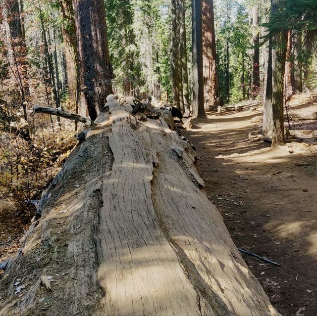 🌲【圖奧勒米林地】靜謐的自然之旅~讓心靈昇華 🌳