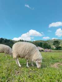 ไปให้อาหารน้องแกะที่ ม่อนแกะ เขาค้อ กัน 🌳🐑 