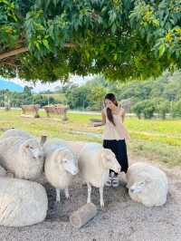 ไปให้อาหารน้องแกะที่ ม่อนแกะ เขาค้อ กัน 🌳🐑 