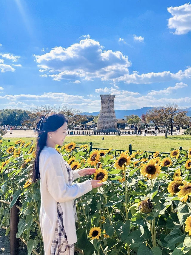 핑크뮬리에 해바라기까지! 경주 가을명소🌻💓