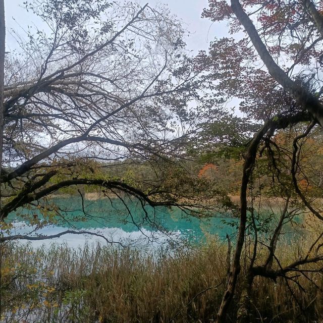 日本/東北/日本九寨溝~五色沼 賞楓的好地方~風景很美
