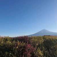 河口湖旅行欣賞絕美富士山景觀