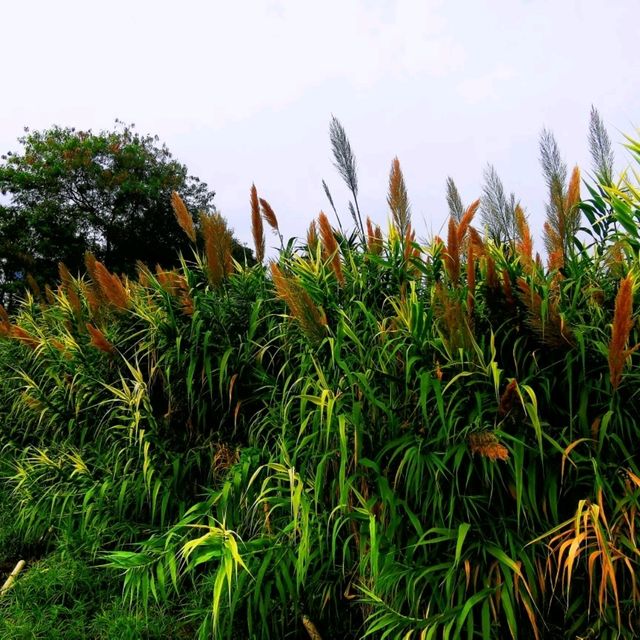 觀瀾河濕地公園