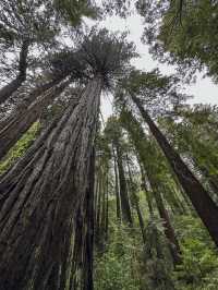Easy way to see sequoias