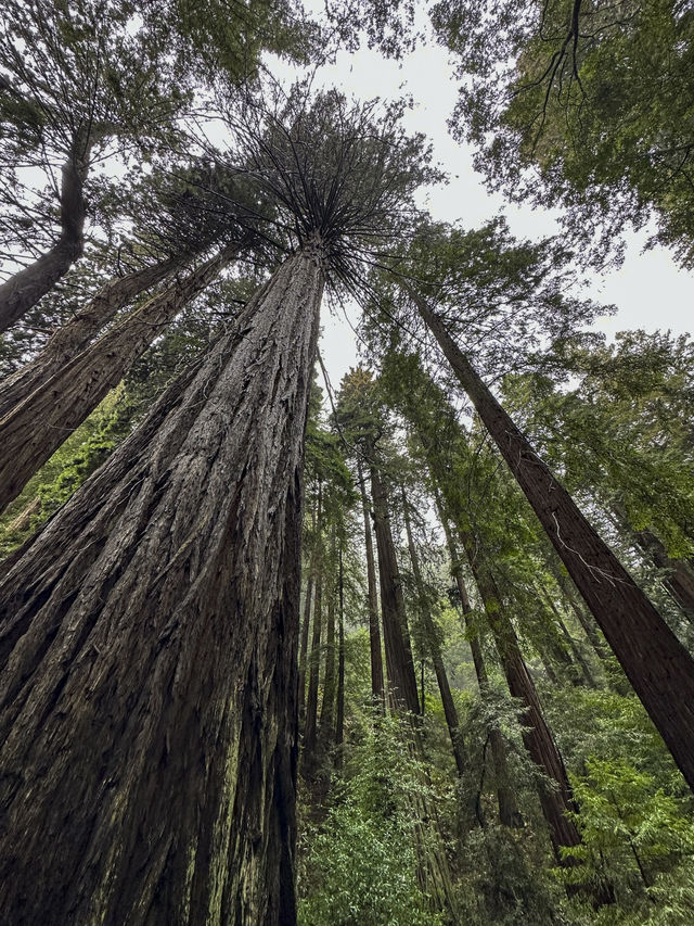 Easy way to see sequoias