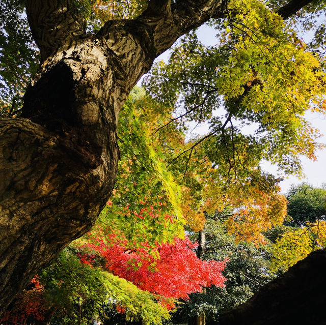 Autumn Magic: A Colorful Escape at Okayama Korakuen Garden!
