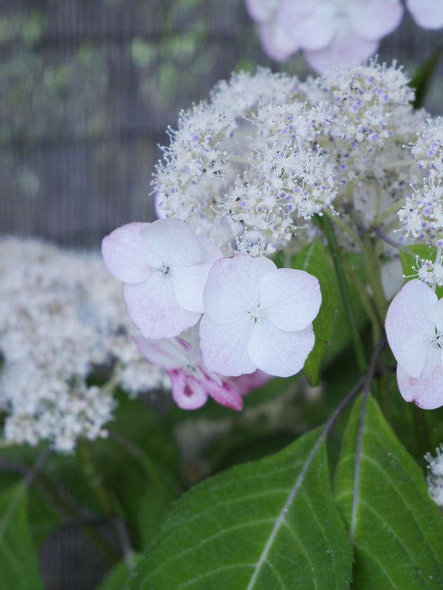 名古屋打卡聖地：形原溫泉紫陽花祭 