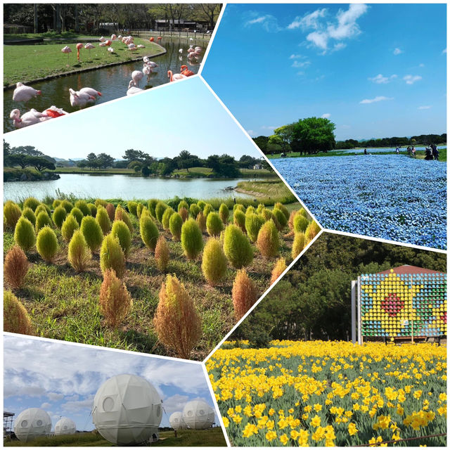 海之中道海濱公園-花卉的「花之丘」