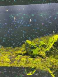 神秘の水族アート🎨！神戸の新感覚アクアリウムで遊んじゃおう〜