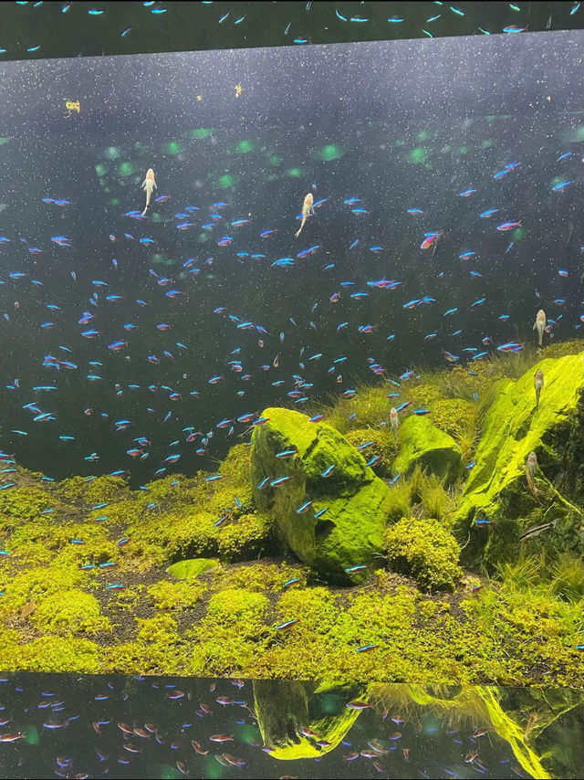神秘の水族アート🎨！神戸の新感覚アクアリウムで遊んじゃおう〜
