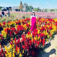 Pink Paradise: Pyeongtaek’s Autumn Gem
