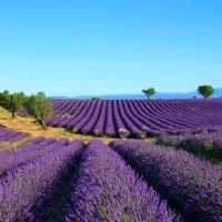 Lavender Fields, Provence