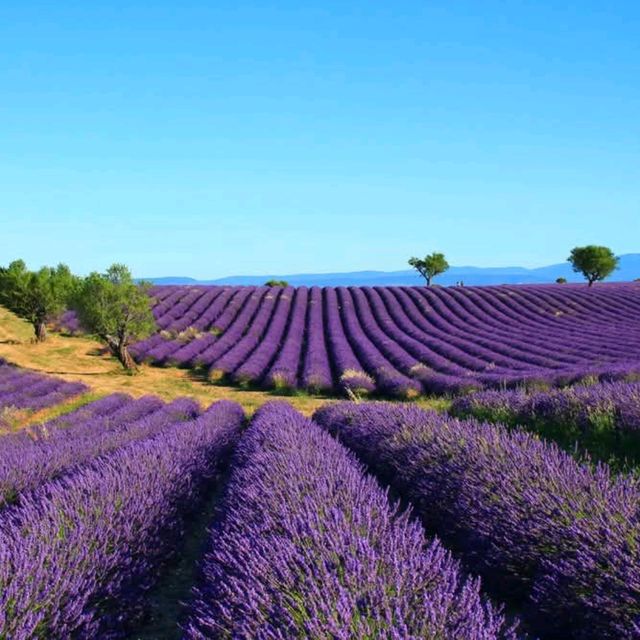 Lavender Fields, Provence