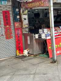หมู่บ้านแมวที่ไต้หวัน Houtong Cat Village