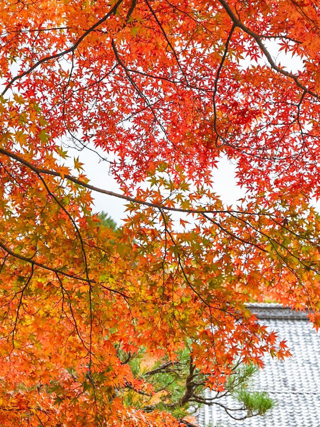 【滋賀】湖東三山最古のお寺で絶景紅葉