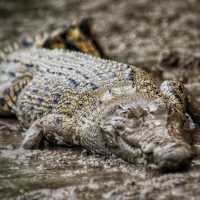 3 Reasons Why Must Explore the Kinabatangan River 