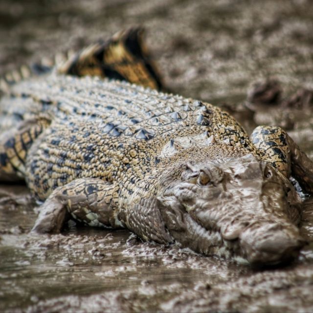 3 Reasons Why Must Explore the Kinabatangan River 