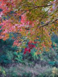 【千葉×紅葉🍁】水面に映し出される紅葉と湾曲した赤い橋