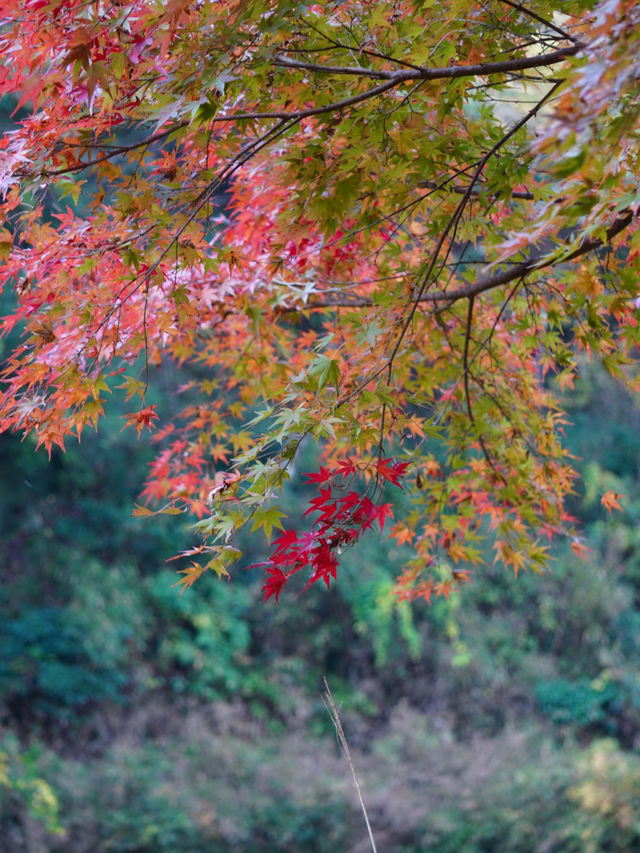 【千葉×紅葉🍁】水面に映し出される紅葉と湾曲した赤い橋