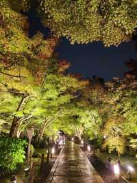 夜觀楓葉