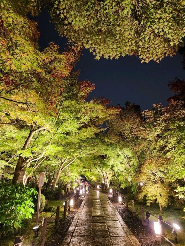 夜觀楓葉