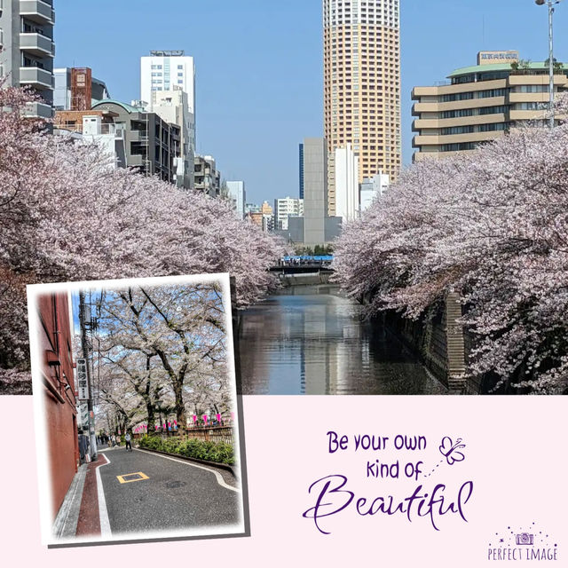 櫻花盛放在東京：目黑川