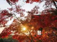 วัดคิโยมิสึเดระ (Kiyomizu-dera Temple)