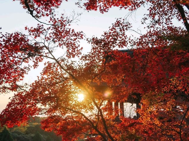 วัดคิโยมิสึเดระ (Kiyomizu-dera Temple)