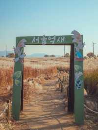 황금빛 억새 물결이 일렁거리는 서울 가을 여행지“하늘공원”
