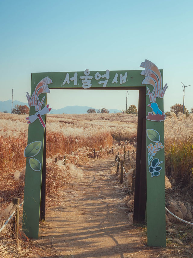황금빛 억새 물결이 일렁거리는 서울 가을 여행지“하늘공원”
