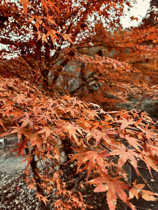 【茨城　花貫渓谷】