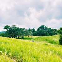 หนองผักชี Khao Yai 🌿 ⛰️