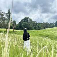 หนองผักชี Khao Yai 🌿 ⛰️