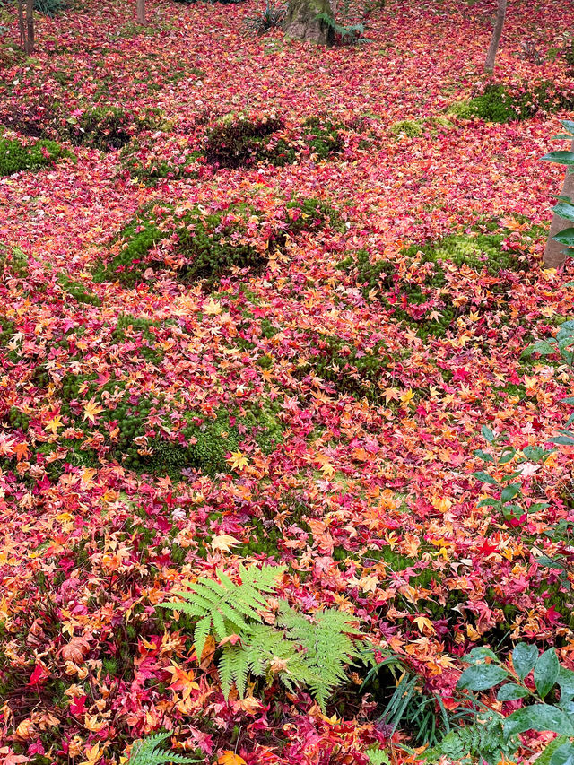 苔と紅葉が美しい草庵🥹🍁🌿京都・祇王寺🌿🍁