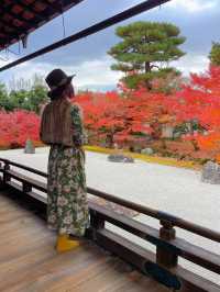 京都観光😊必見の蟠龍図🐉と秋の紅葉🍁