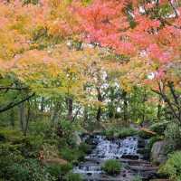 姬路城西御屋敷跡庭園〔好古園〕紅葉絕景  