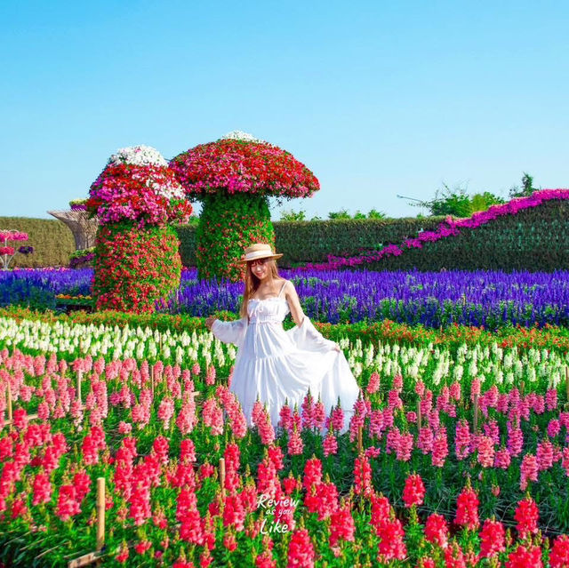   สวนเมเปิ้ล สวนดอกไม้ที่กำลังบานสวยวิวสุดอลังการ