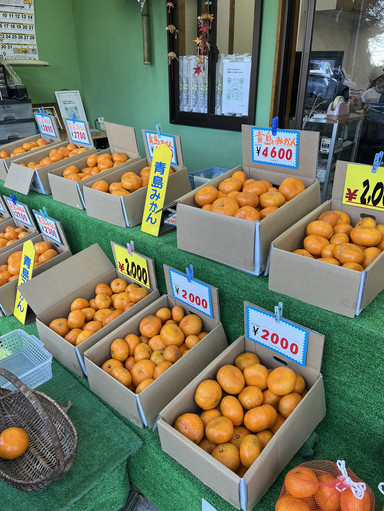 神奈川県🇯🇵】B級品みかん1袋300円！激安みかん直売所🍊 | Trip.com