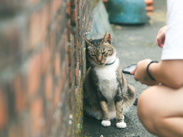 瑞芳猴硐貓村🐱台灣最可愛的貓貓都在這裡了吧！