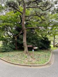 Shinjuku Gyoen National Garden สวนที่ควรมา