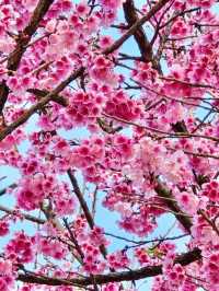 ดอกไม้สีชมพู ณ สถานีเกษตรหลวงอ่างขาง 💕🌸